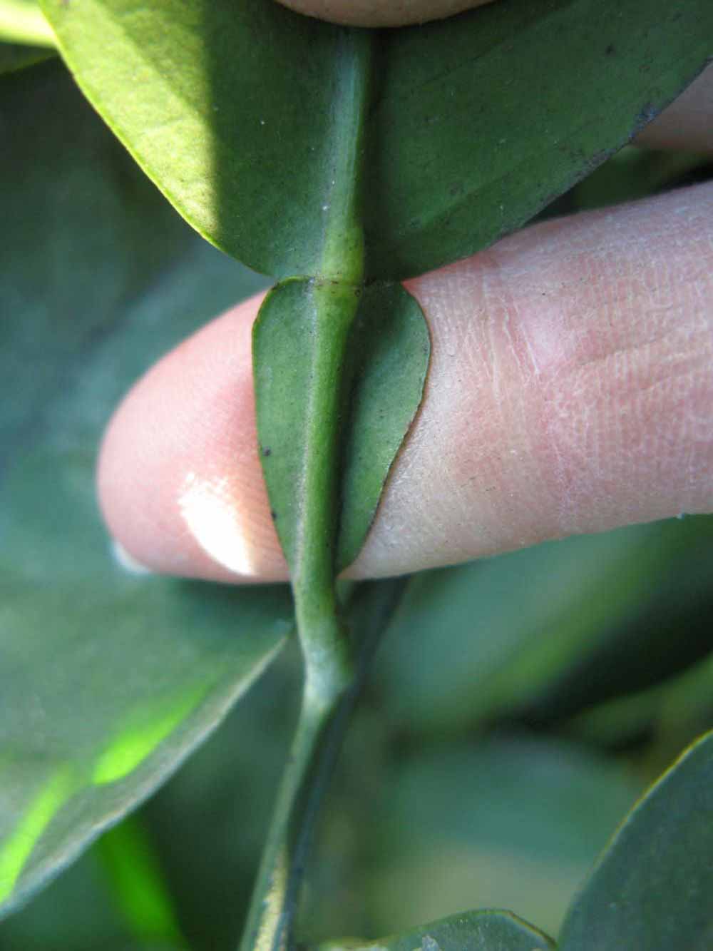              Petiole (Winter Haven, FL)       